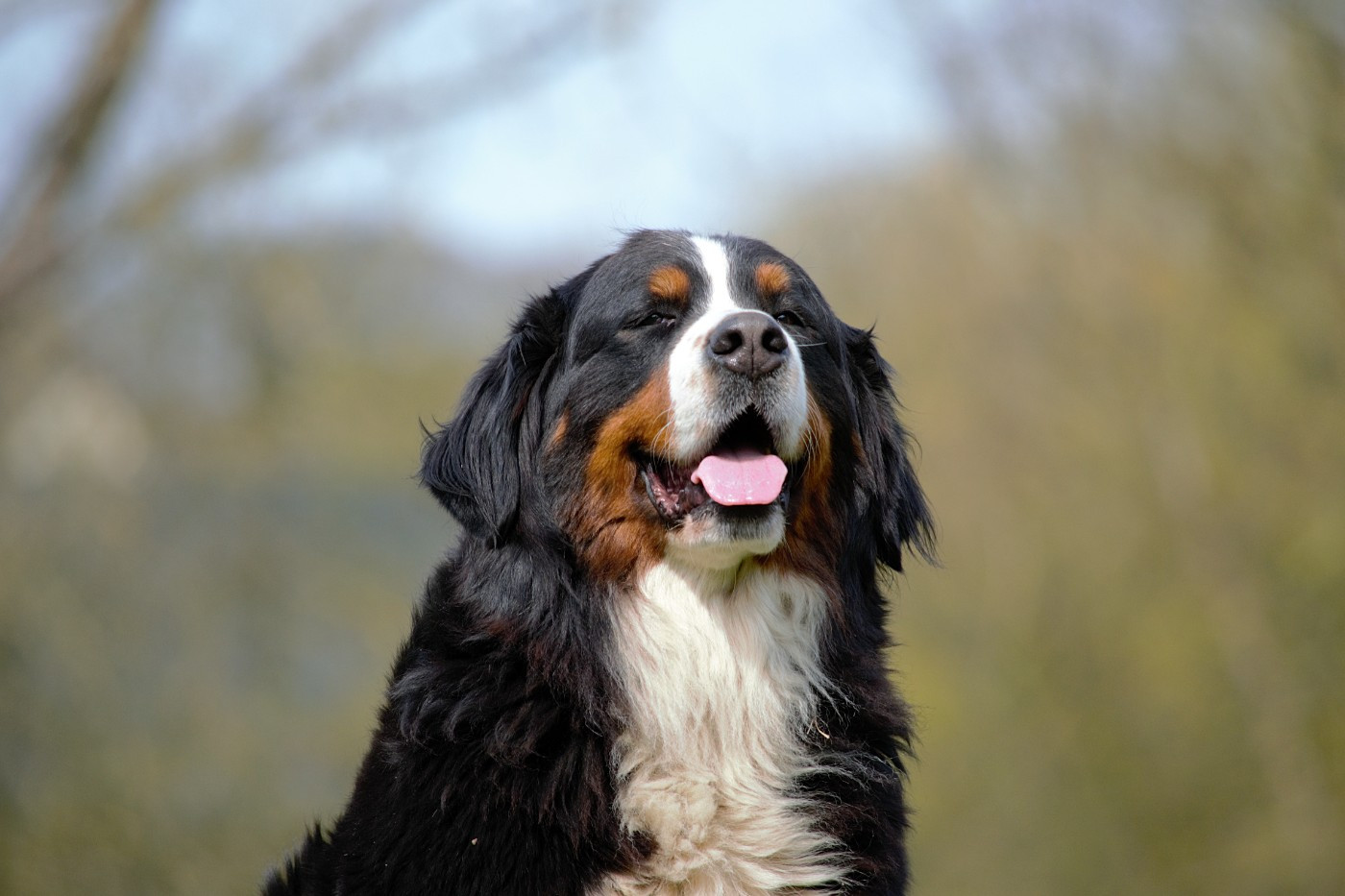 Rubis Du Domaine De La Lune Rousse