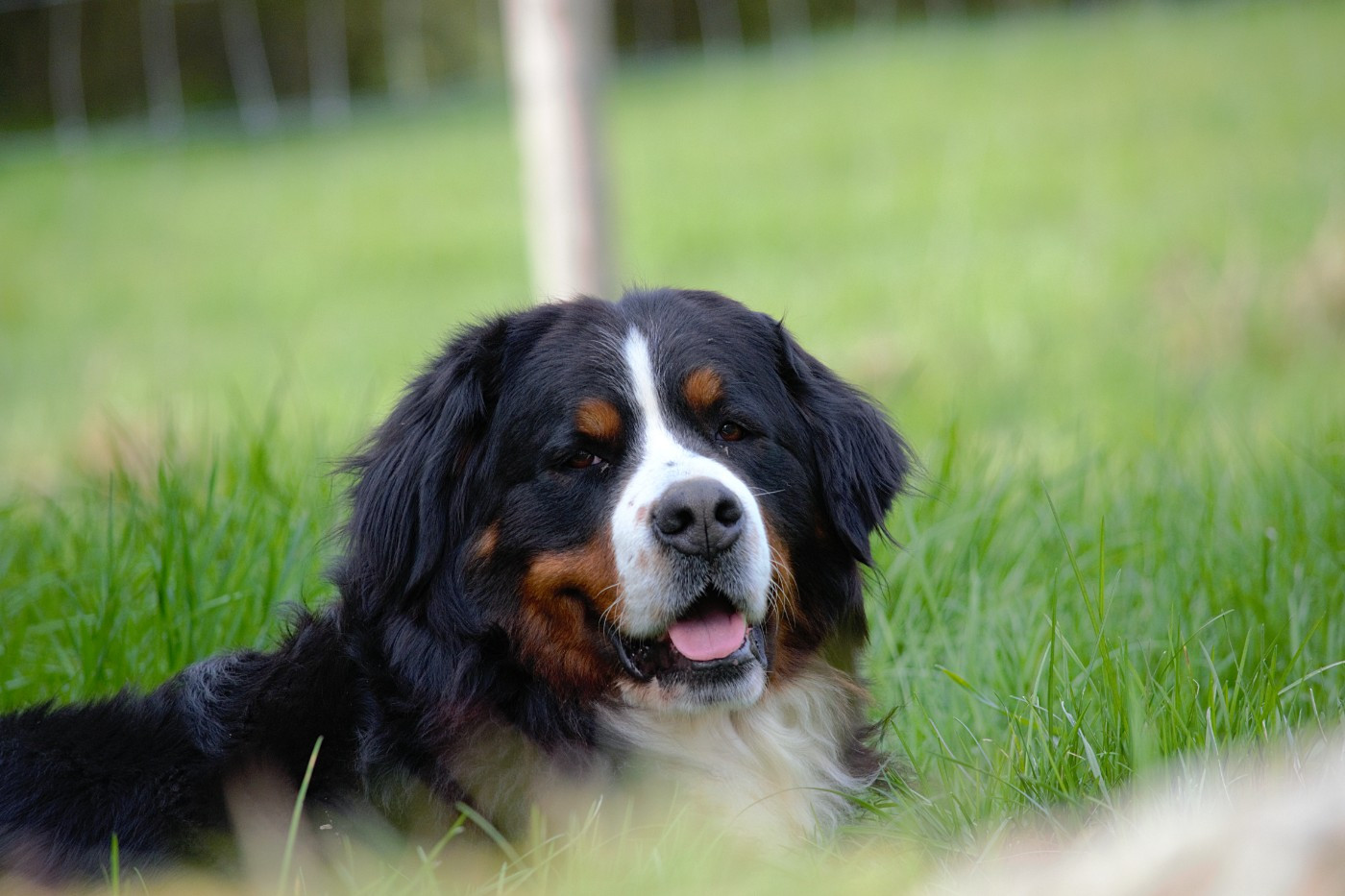 Rubis Du Domaine De La Lune Rousse
