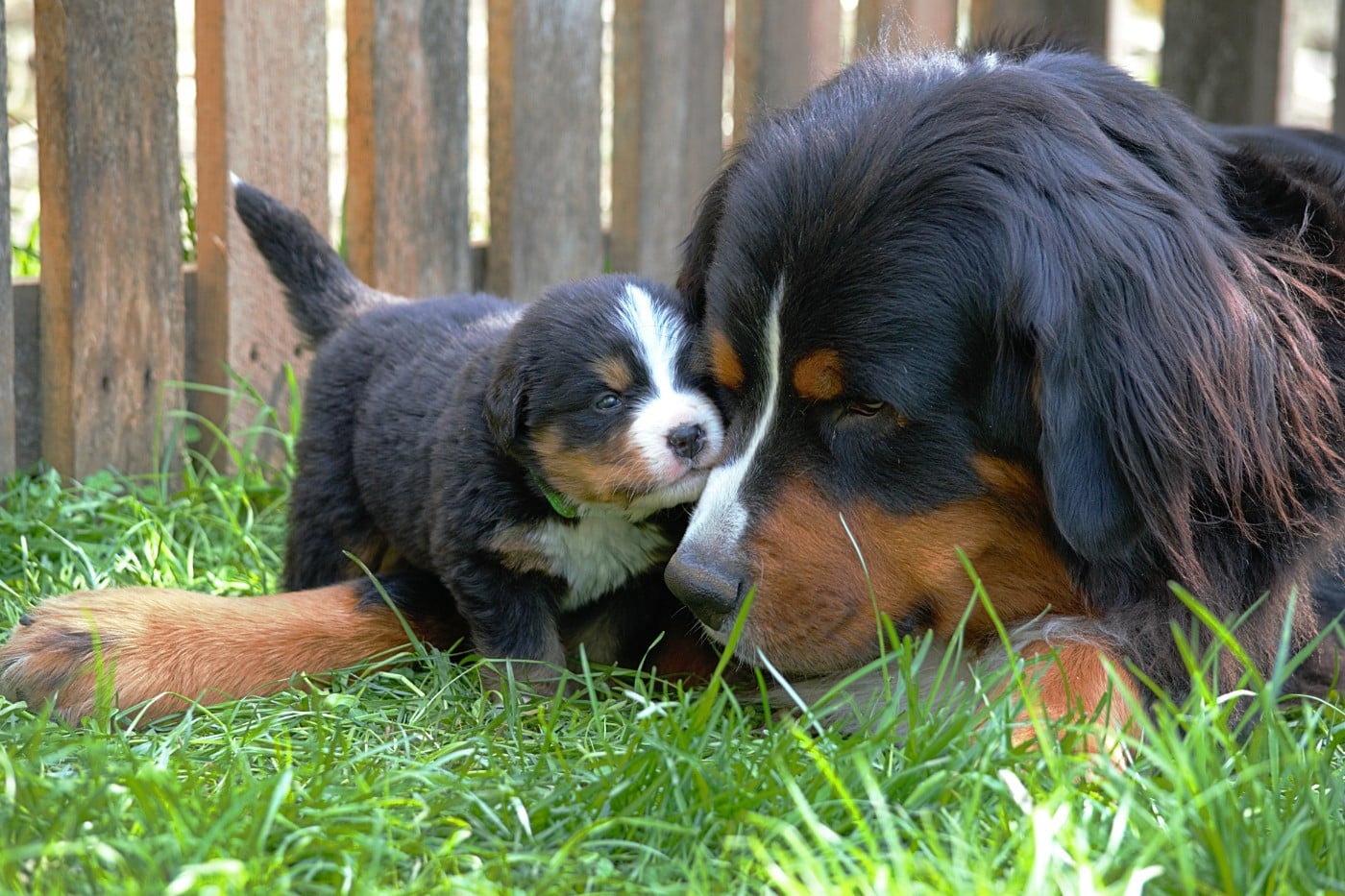 Bouvier Bernois - Du Monde De Naïa