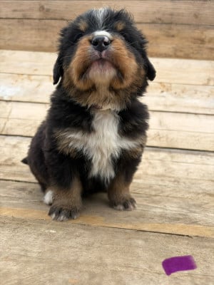 Les chiots de Bouvier Bernois