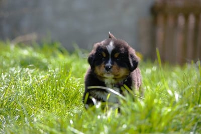 Les chiots de Bouvier Bernois