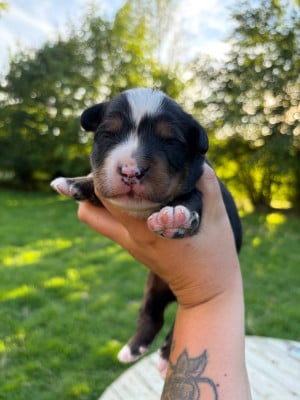 Les chiots de Bouvier Bernois