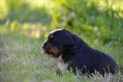 Les chiots de Bouvier Bernois