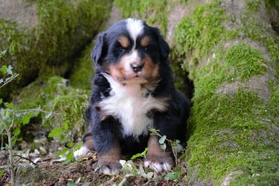 Les chiots de Bouvier Bernois