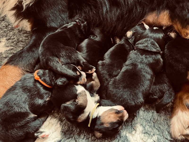 Bouvier Bernois - Du Monde De Naïa