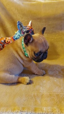 Les chiots de Bouledogue français