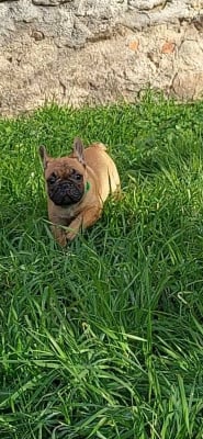 Les chiots de Bouledogue français
