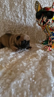 Les chiots de Bouledogue français