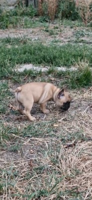 Les chiots de Bouledogue français