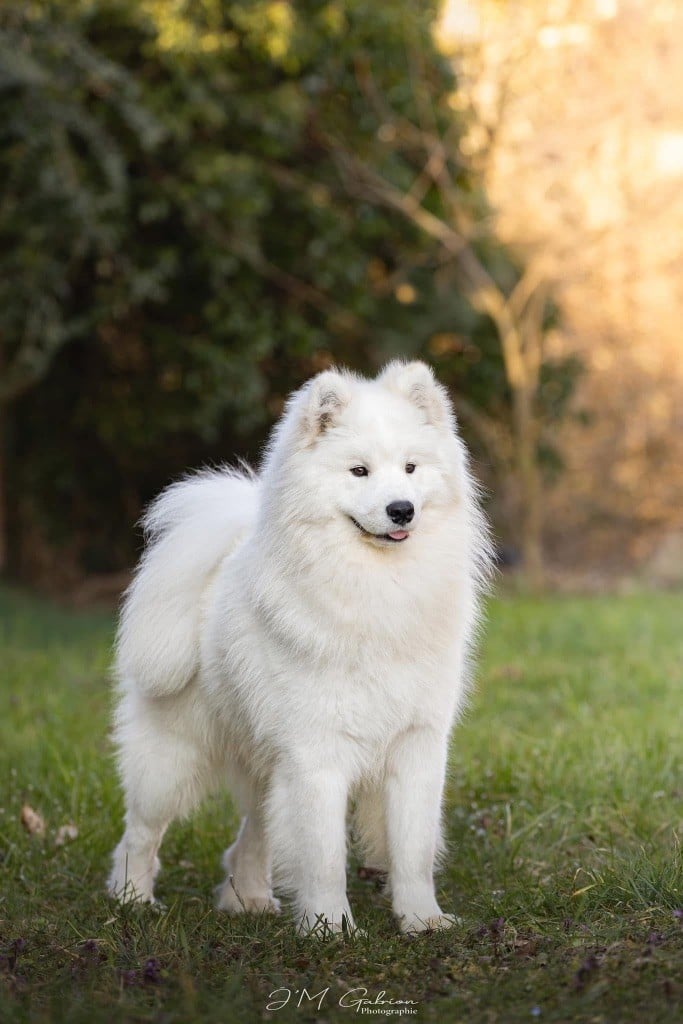 Jch. vyper du chemin de la belle etoile