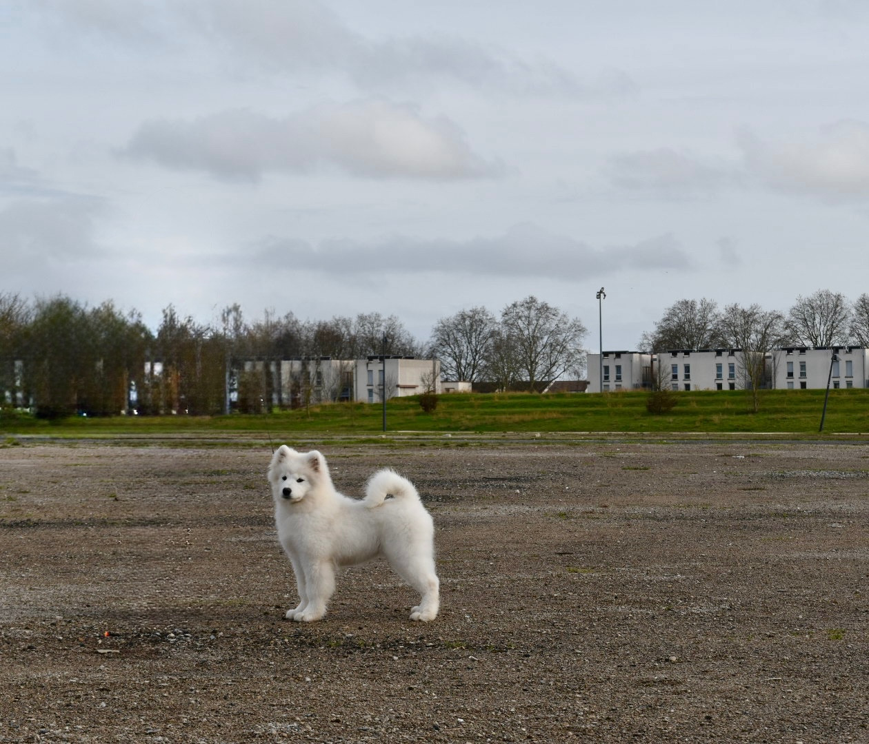 Cukrowa wata the glow of the snowy star