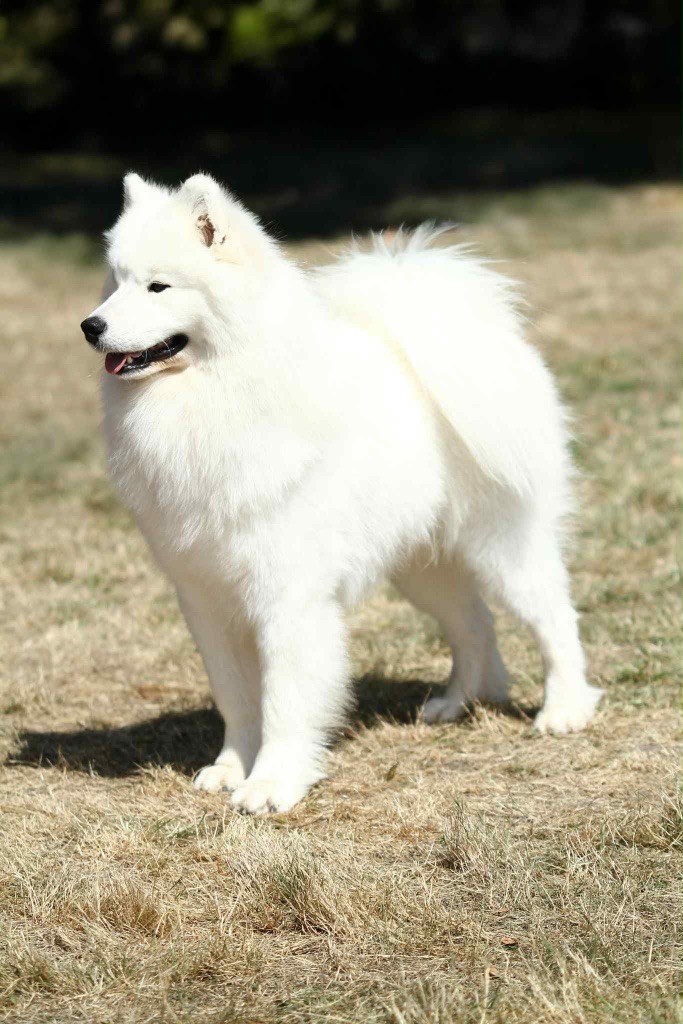 Jch. vyper du chemin de la belle etoile