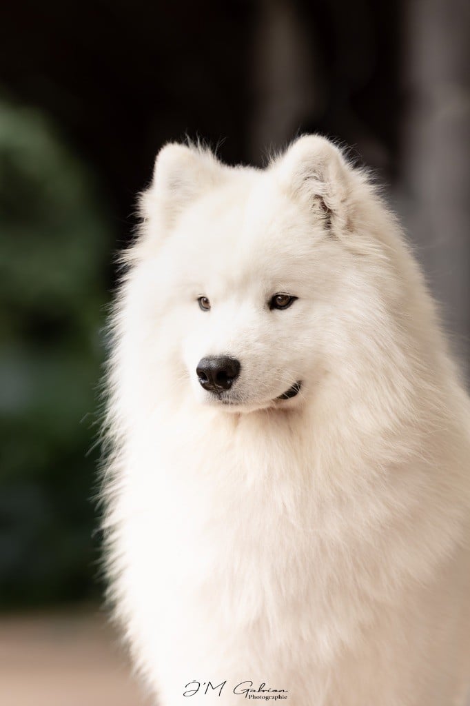 Jch. vyper du chemin de la belle etoile