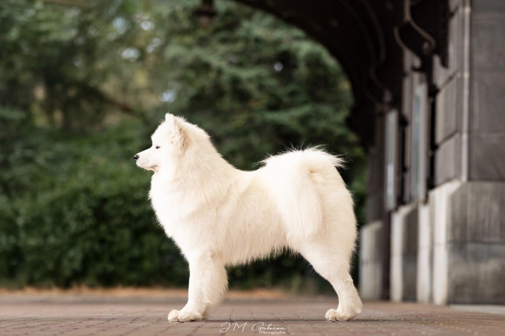 Jch. vyper du chemin de la belle etoile