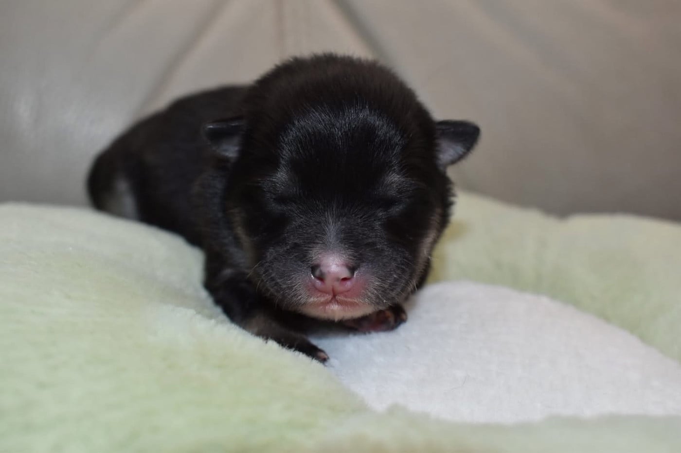 Beach - Chien finnois de Laponie
