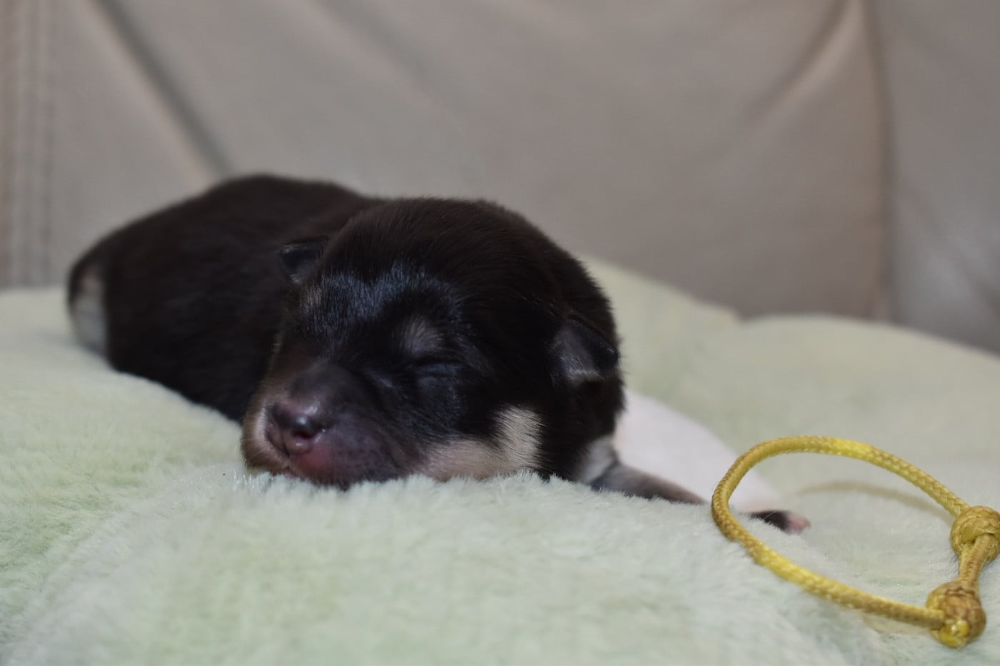 Bambi - Chien finnois de Laponie