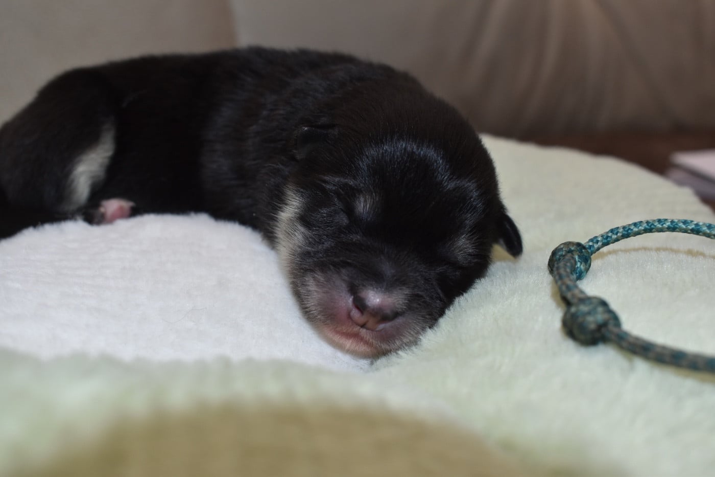 Brume - Chien finnois de Laponie