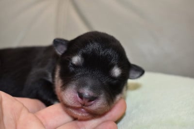 Les chiots de Chien finnois de Laponie