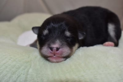 Les chiots de Chien finnois de Laponie