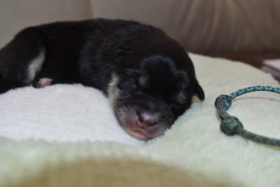 Les chiots de Chien finnois de Laponie