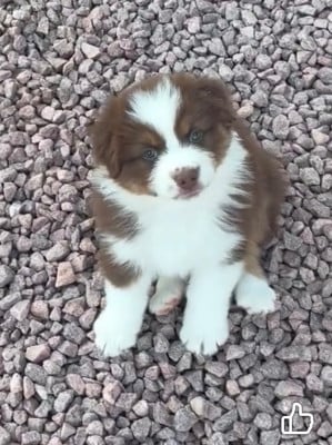 Les chiots de Berger Australien