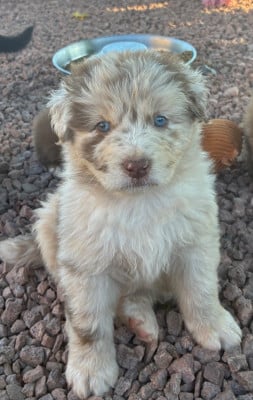 Les chiots de Berger Australien