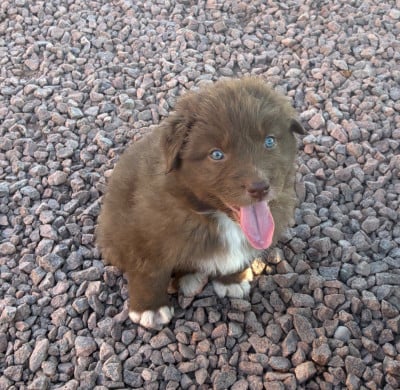 Les chiots de Berger Australien