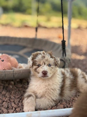 Les chiots de Berger Australien