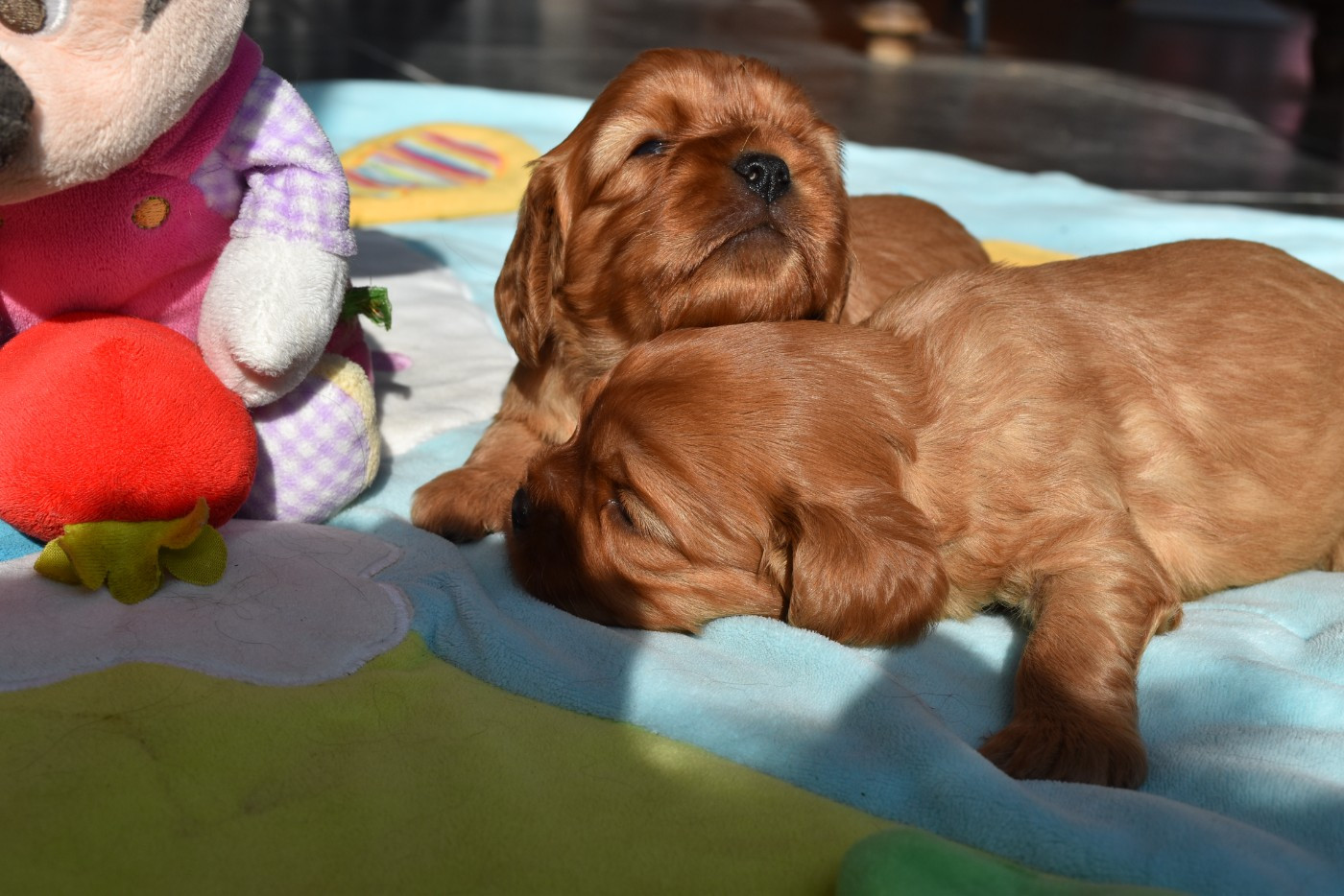 Cavalier King Charles Spaniel - De La Vallée Des Fayts