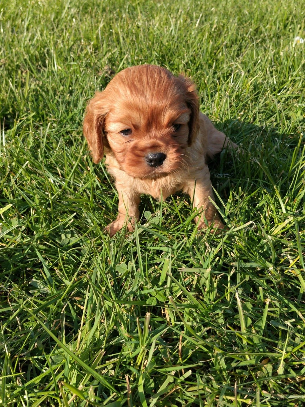 Chiot N°1
