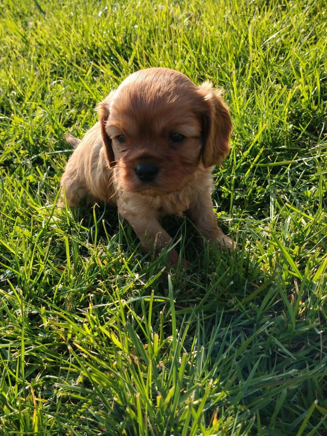 Chiot N°2
