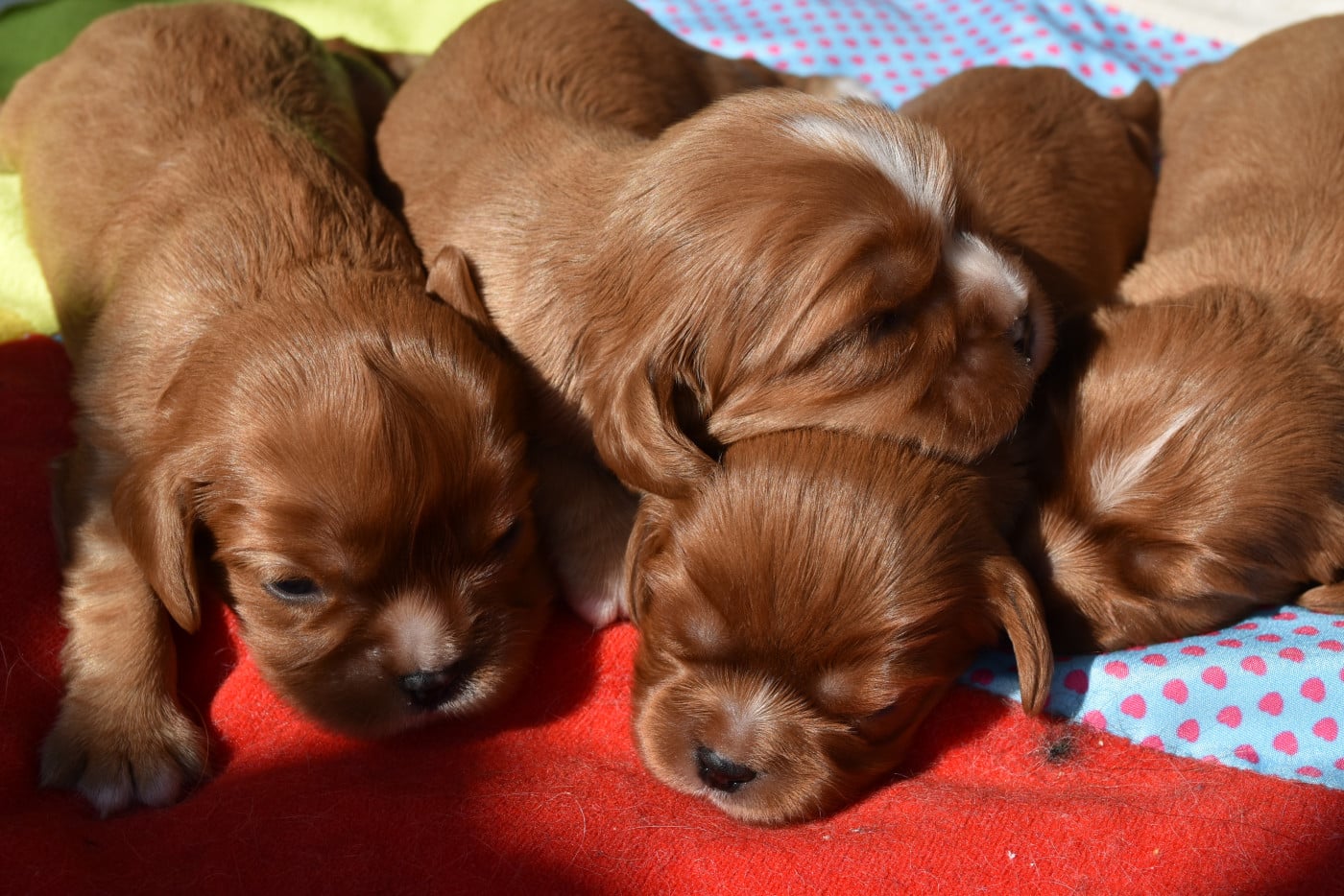 Cavalier King Charles Spaniel - De La Vallée Des Fayts