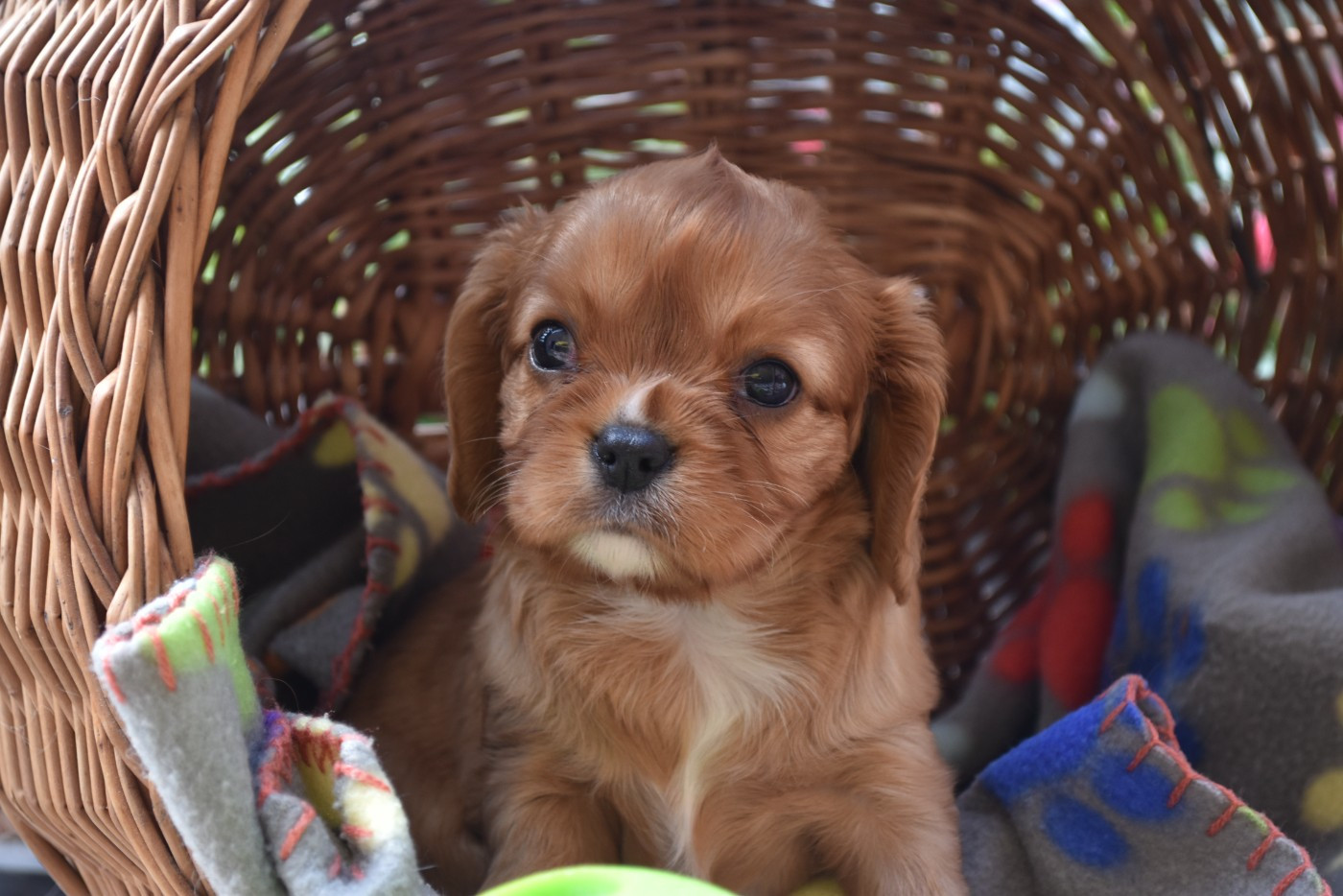Chiot N°2