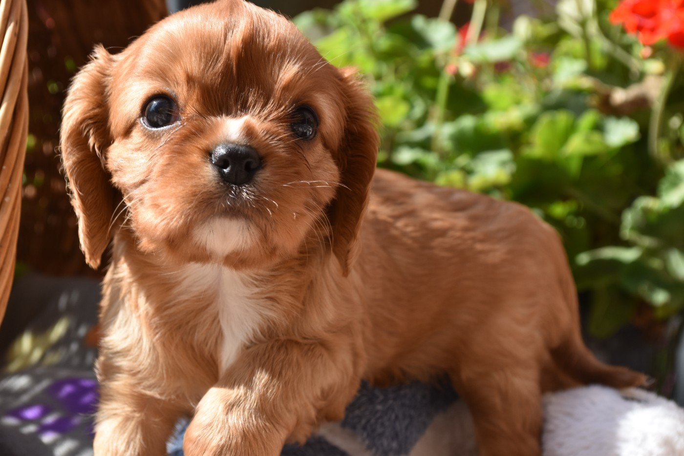 Chiot N°2