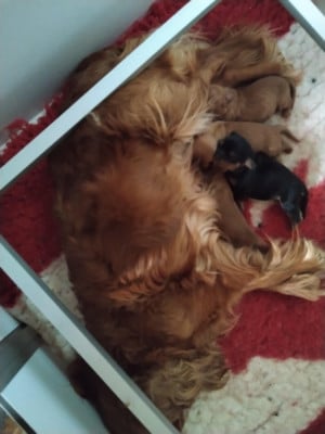 Les chiots de Cavalier King Charles Spaniel