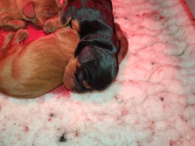 Les chiots de Cavalier King Charles Spaniel