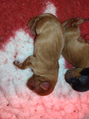 Les chiots de Cavalier King Charles Spaniel