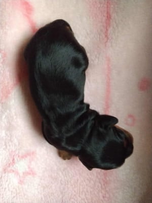 Les chiots de Cavalier King Charles Spaniel