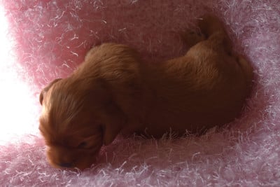 Les chiots de Cavalier King Charles Spaniel