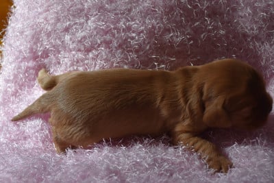 Les chiots de Cavalier King Charles Spaniel