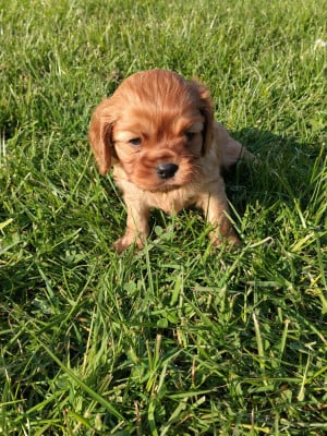Les chiots de Cavalier King Charles Spaniel