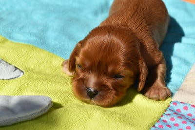 Les chiots de Cavalier King Charles Spaniel