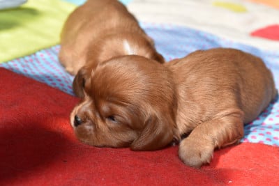 Les chiots de Cavalier King Charles Spaniel