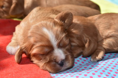 Les chiots de Cavalier King Charles Spaniel