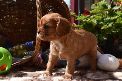 Les chiots de Cavalier King Charles Spaniel