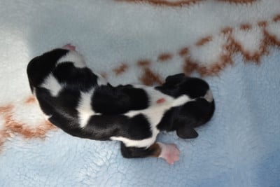 Les chiots de Cavalier King Charles Spaniel