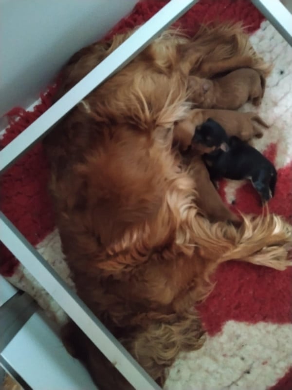 Cavalier King Charles Spaniel - De La Vallée Des Fayts