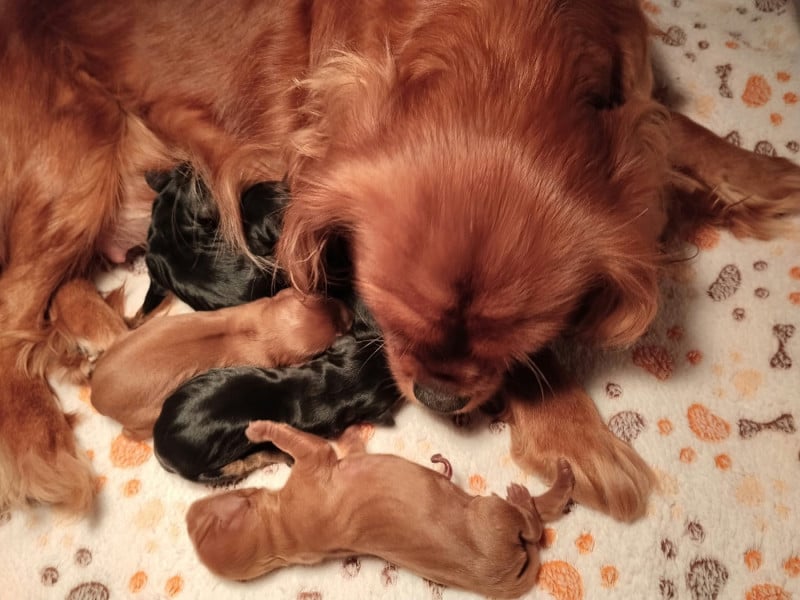 Cavalier King Charles Spaniel - De La Vallée Des Fayts