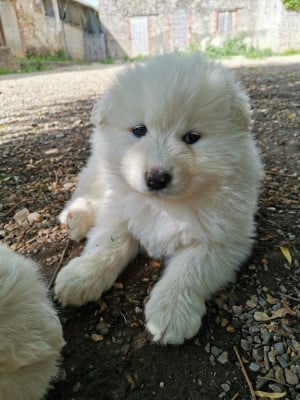 Les chiots de Samoyède