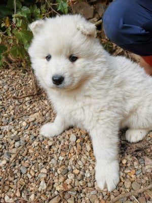 Les chiots de Samoyède